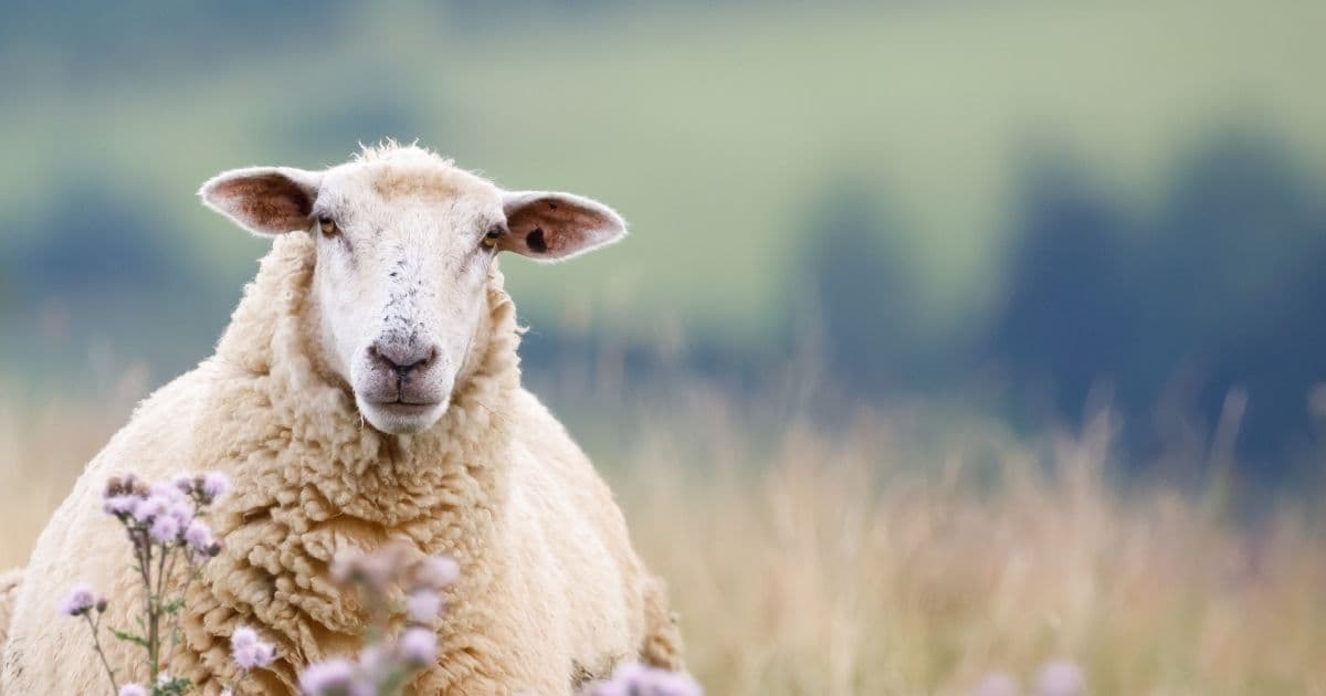 Kıvırcık Küçükbaş